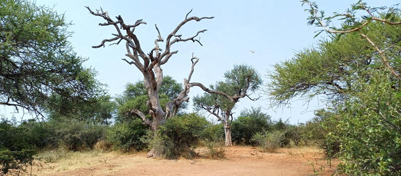 0 Bedroom Property for Sale in Baltimore Limpopo