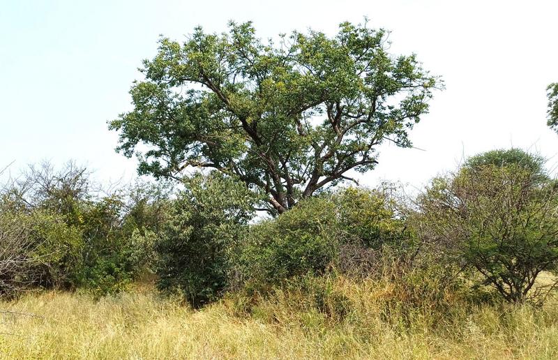 0 Bedroom Property for Sale in Baltimore Limpopo