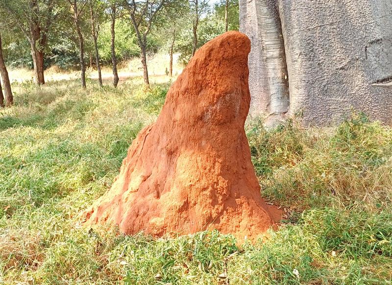 0 Bedroom Property for Sale in Baltimore Limpopo