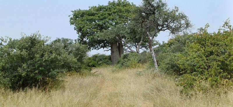 0 Bedroom Property for Sale in Baltimore Limpopo