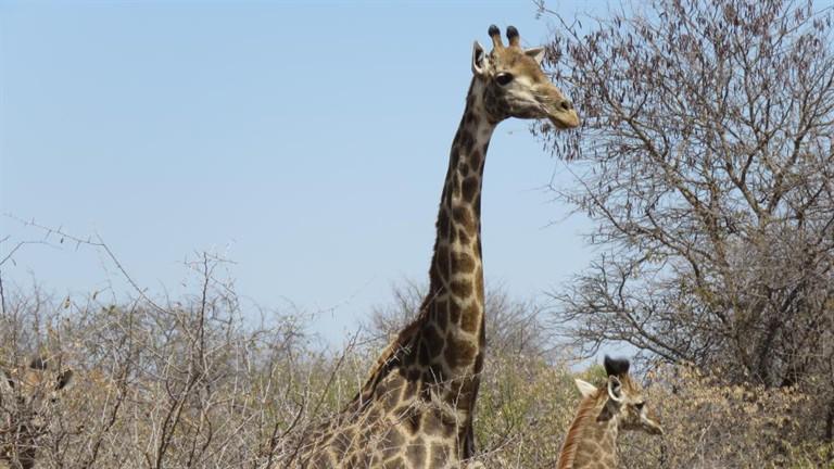 0 Bedroom Property for Sale in Baltimore Limpopo