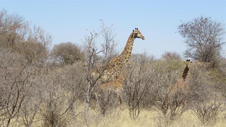 0 Bedroom Property for Sale in Baltimore Limpopo