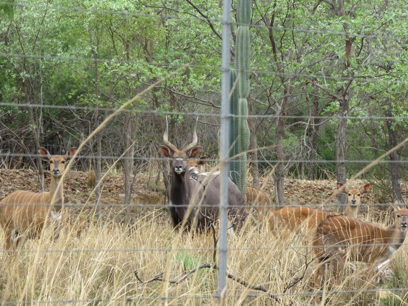 0 Bedroom Property for Sale in Vaalwater Limpopo