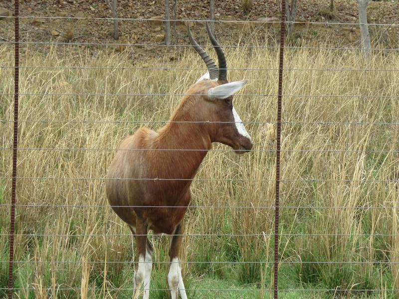 0 Bedroom Property for Sale in Vaalwater Limpopo