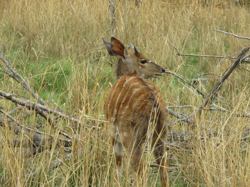 0 Bedroom Property for Sale in Vaalwater Limpopo