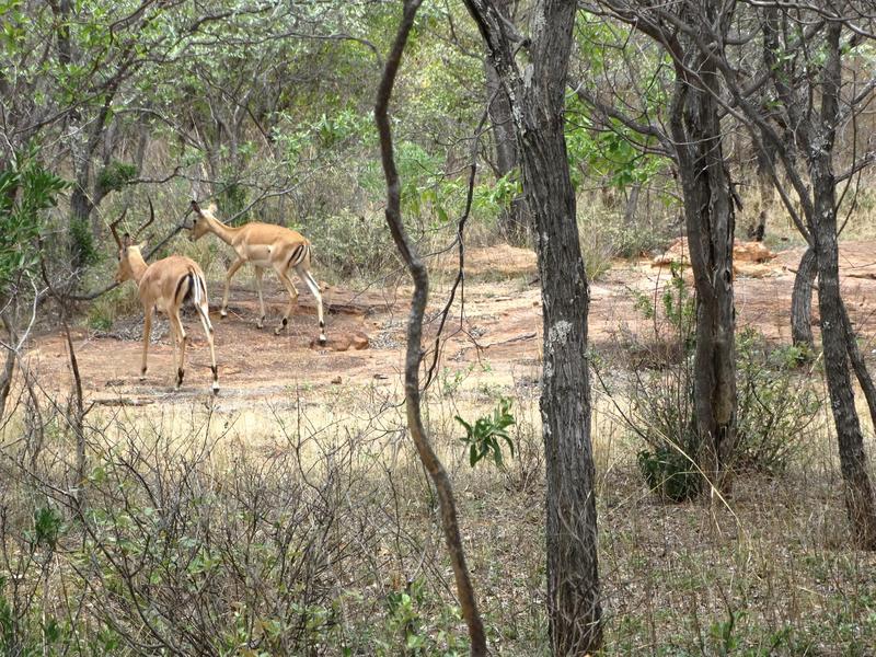 0 Bedroom Property for Sale in Vaalwater Limpopo