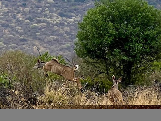 5 Bedroom Property for Sale in Dwaalboom Limpopo