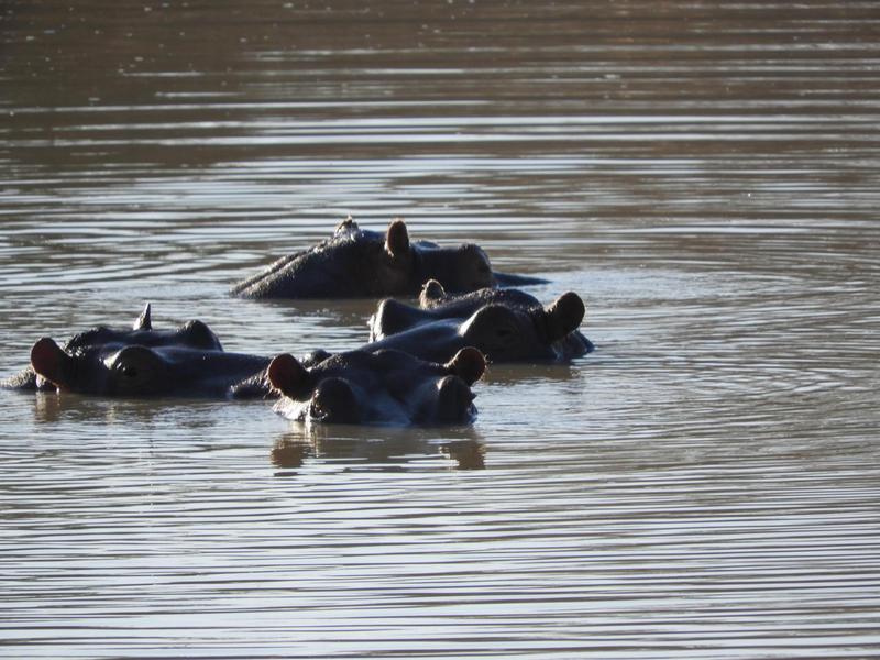 0 Bedroom Property for Sale in Lephalale Limpopo