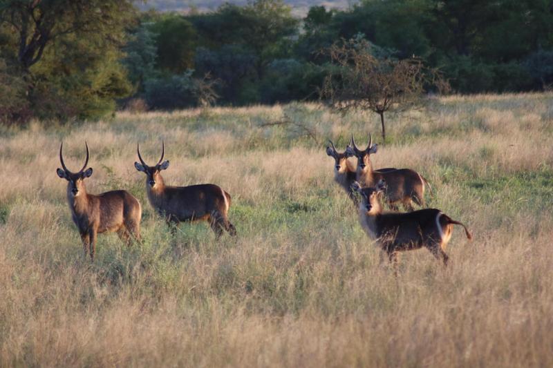 0 Bedroom Property for Sale in Lephalale Limpopo