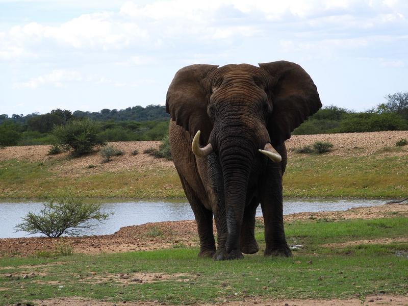 0 Bedroom Property for Sale in Lephalale Limpopo