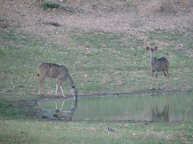 0 Bedroom Property for Sale in Lephalale Limpopo