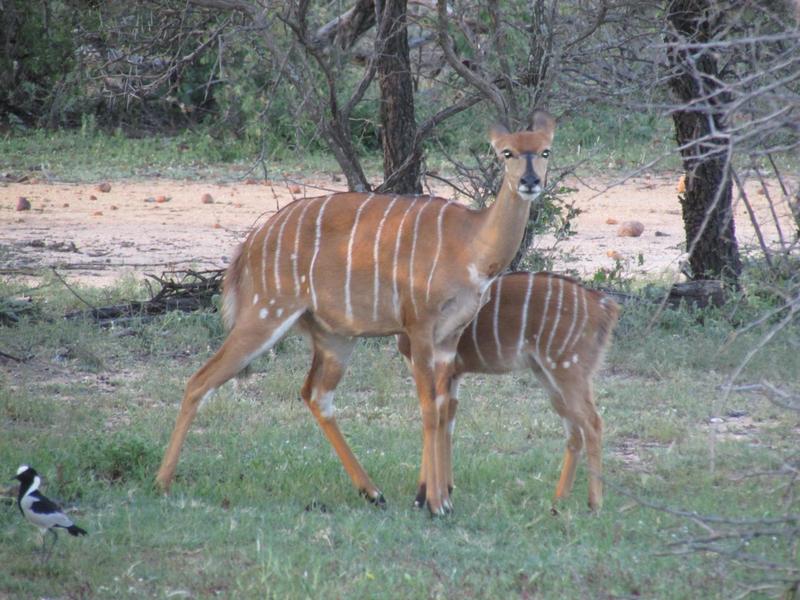 0 Bedroom Property for Sale in Lephalale Limpopo