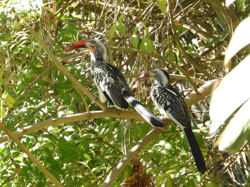 0 Bedroom Property for Sale in Lephalale Limpopo