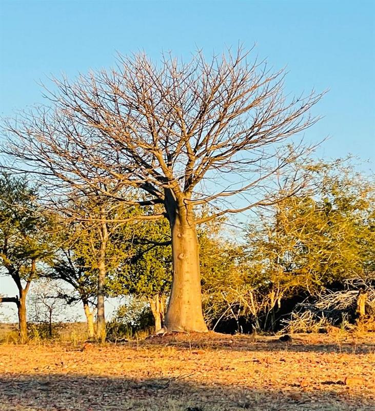 0 Bedroom Property for Sale in Lephalale Limpopo