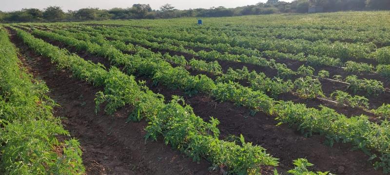 0 Bedroom Property for Sale in Mangondi Limpopo