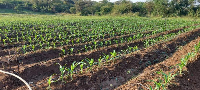 0 Bedroom Property for Sale in Mangondi Limpopo