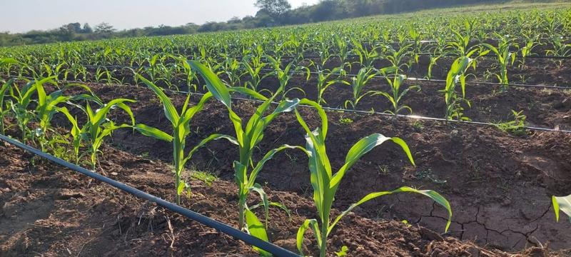 0 Bedroom Property for Sale in Mangondi Limpopo