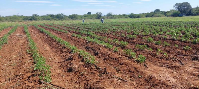 0 Bedroom Property for Sale in Mangondi Limpopo