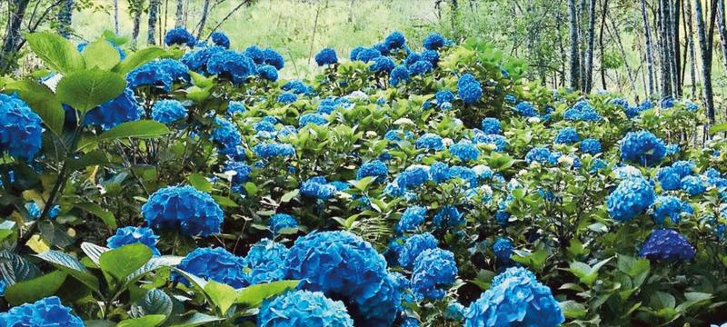 0 Bedroom Property for Sale in Tzaneen Rural Limpopo