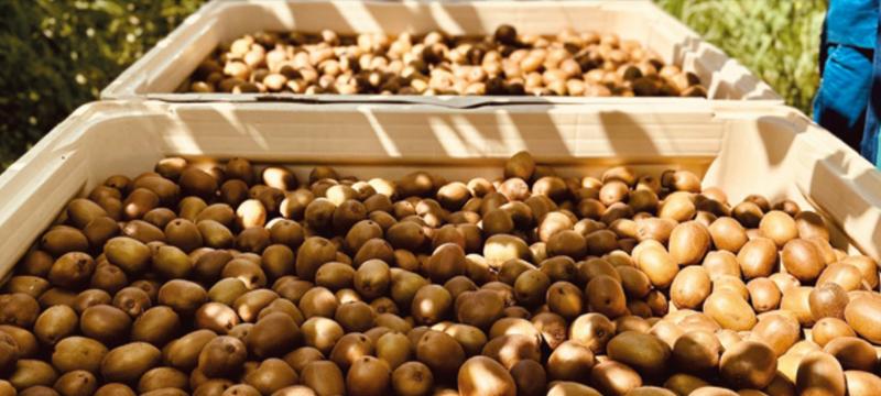 0 Bedroom Property for Sale in Tzaneen Rural Limpopo