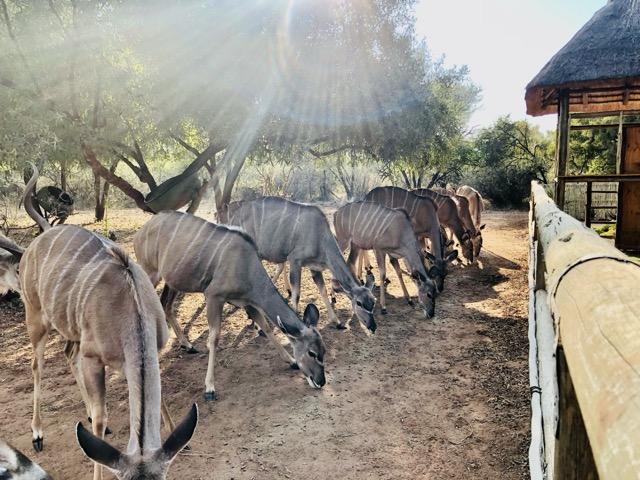 3 Bedroom Property for Sale in Thabazimbi Limpopo