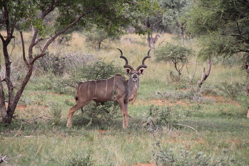 0 Bedroom Property for Sale in Lephalale Limpopo