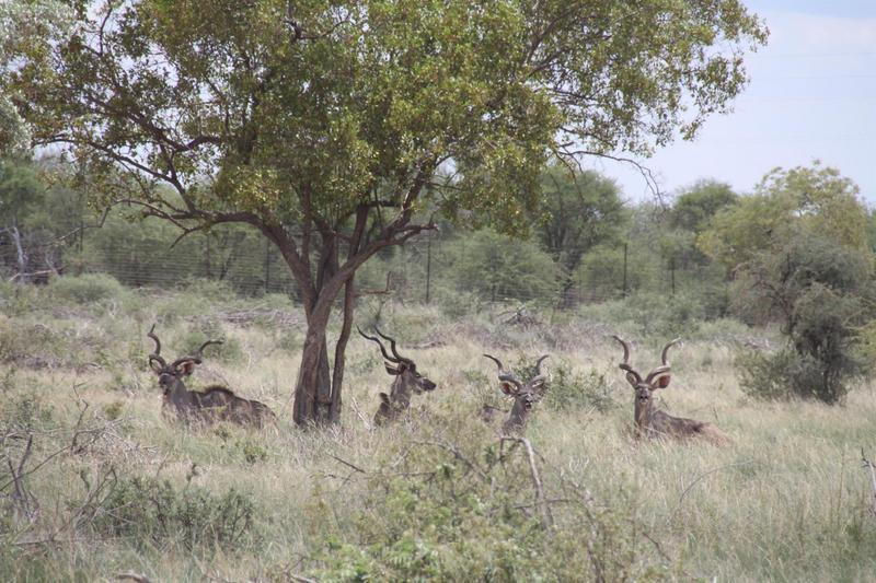 0 Bedroom Property for Sale in Lephalale Limpopo