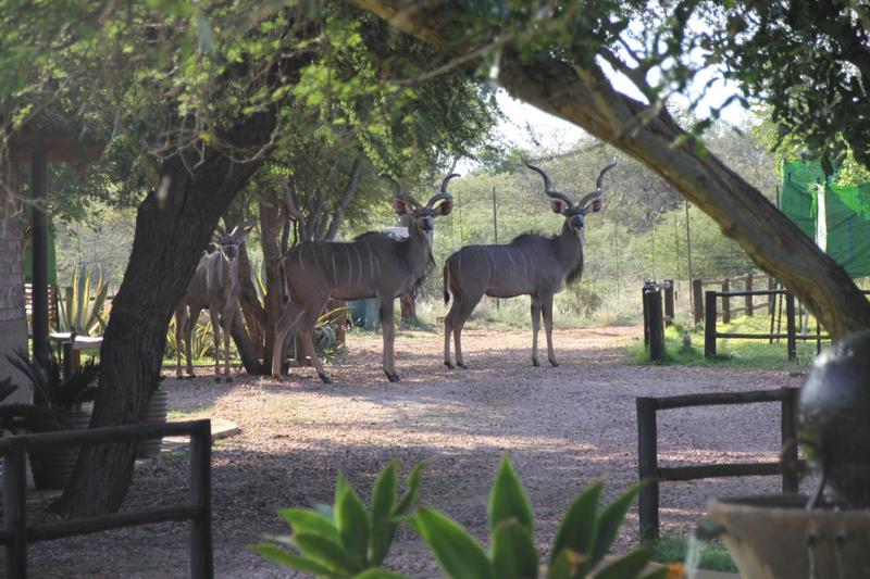 0 Bedroom Property for Sale in Lephalale Limpopo