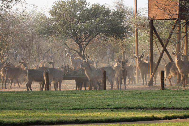 0 Bedroom Property for Sale in Lephalale Limpopo