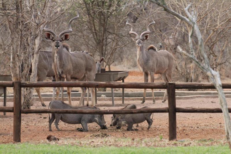 0 Bedroom Property for Sale in Lephalale Limpopo