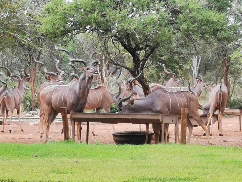 0 Bedroom Property for Sale in Lephalale Limpopo