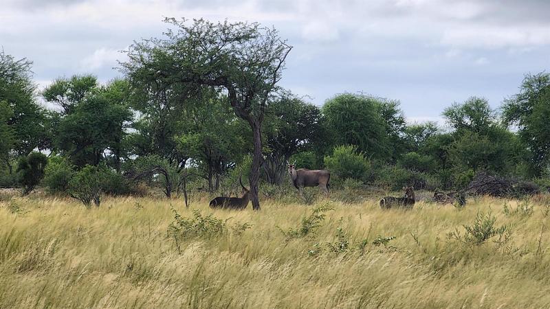 0 Bedroom Property for Sale in Lephalale Limpopo