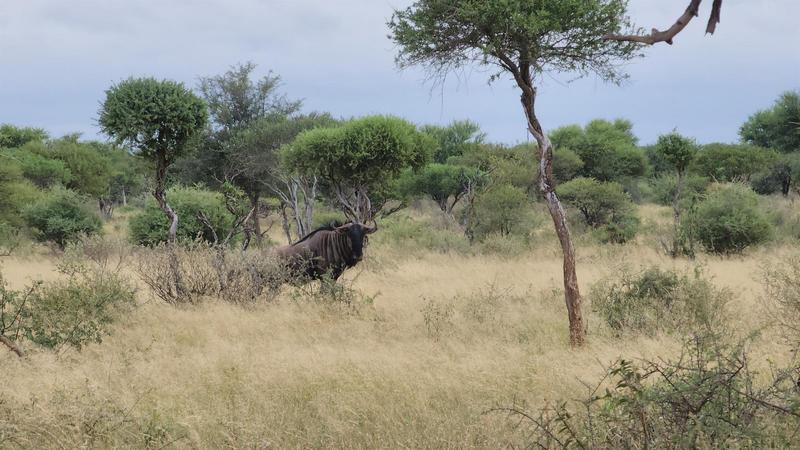 0 Bedroom Property for Sale in Lephalale Limpopo