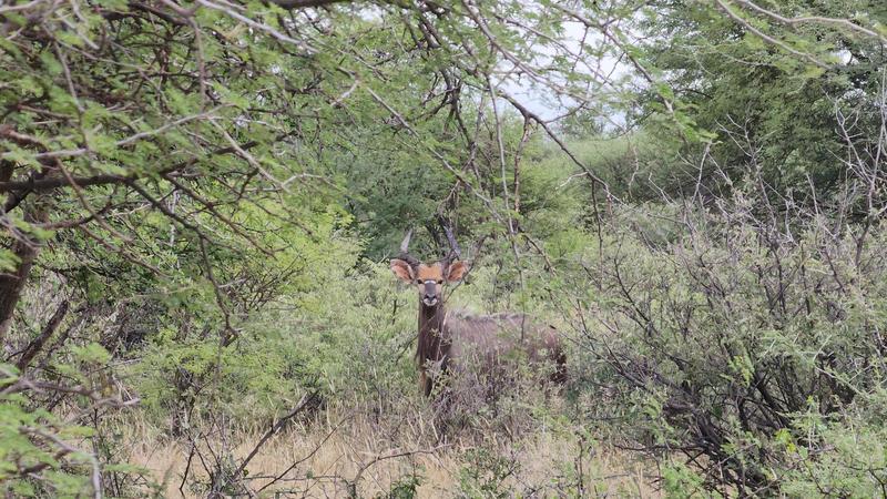 0 Bedroom Property for Sale in Lephalale Limpopo