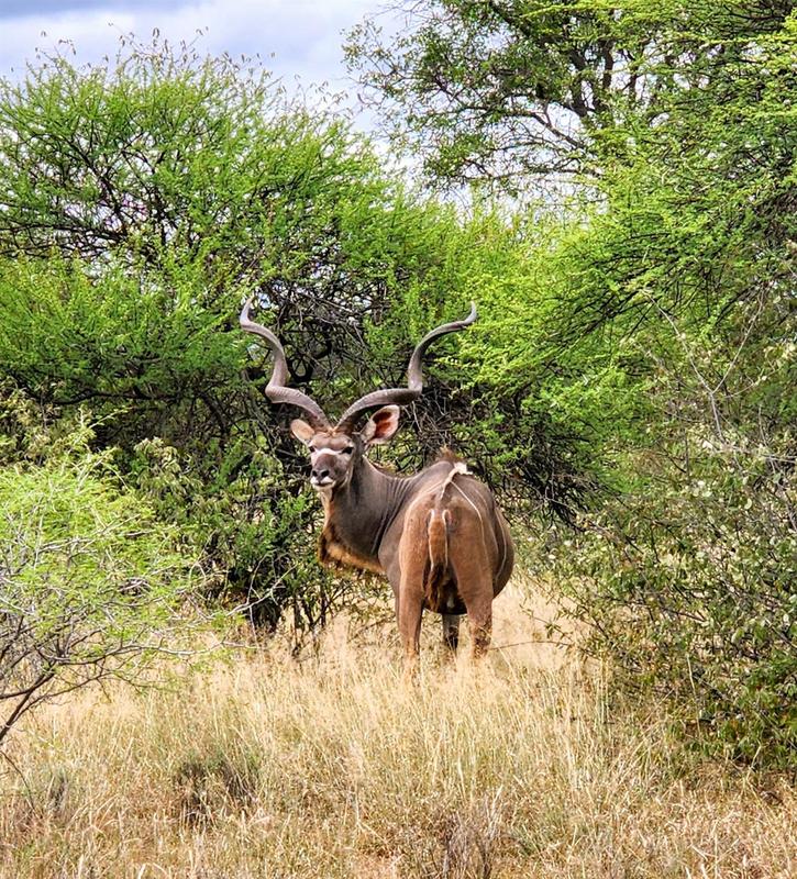 0 Bedroom Property for Sale in Lephalale Limpopo