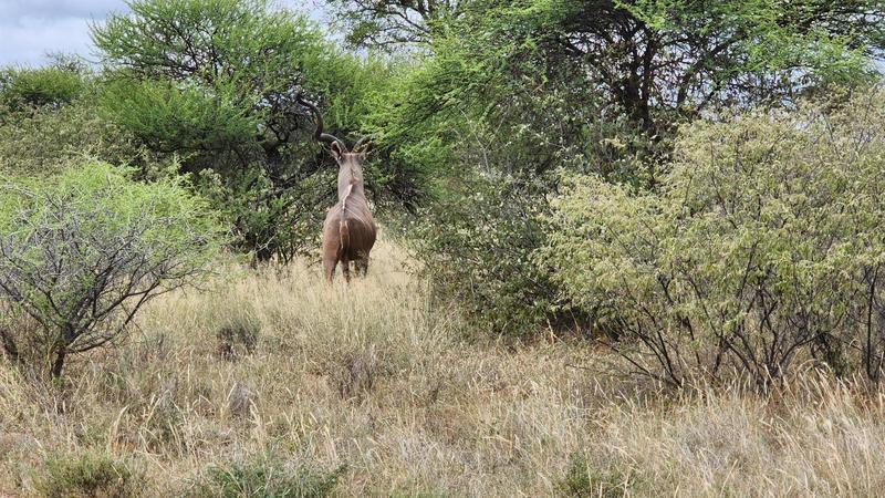 0 Bedroom Property for Sale in Lephalale Limpopo