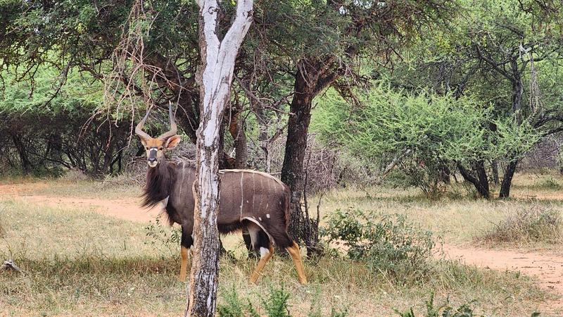 0 Bedroom Property for Sale in Lephalale Limpopo