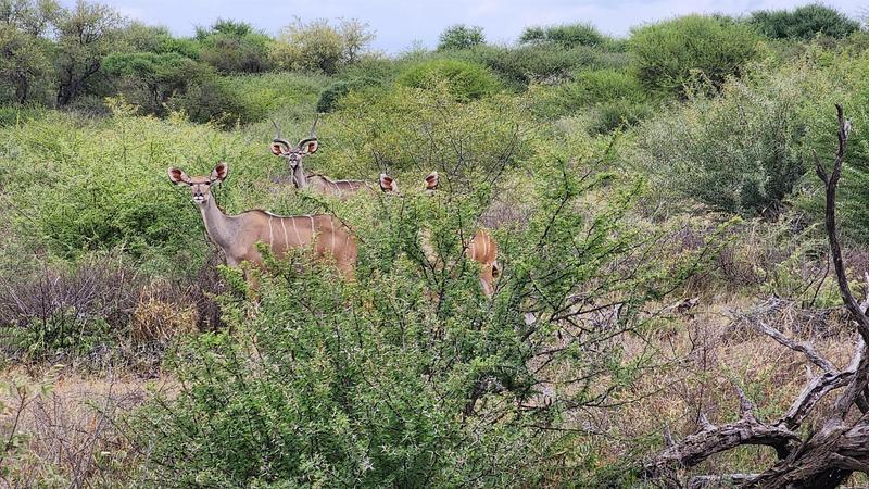 0 Bedroom Property for Sale in Lephalale Limpopo