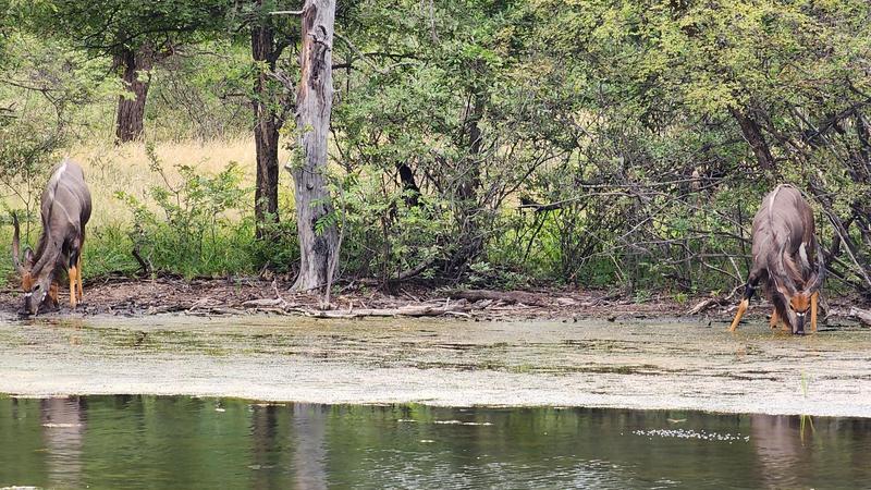 0 Bedroom Property for Sale in Lephalale Limpopo