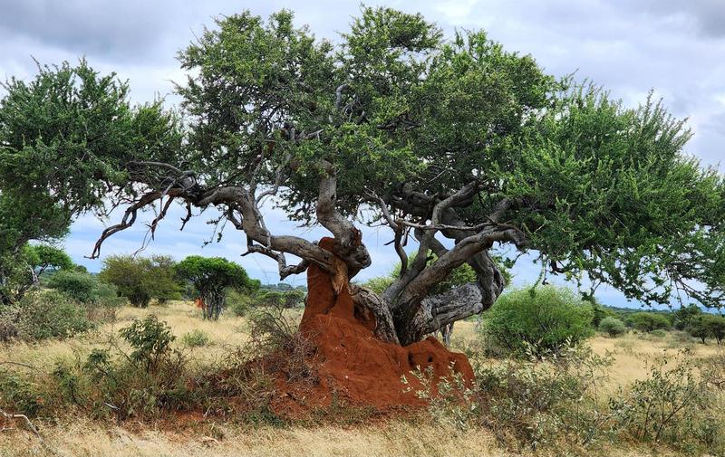 0 Bedroom Property for Sale in Lephalale Limpopo