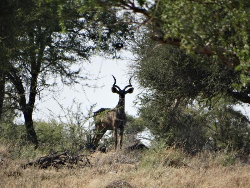 0 Bedroom Property for Sale in Lephalale Limpopo