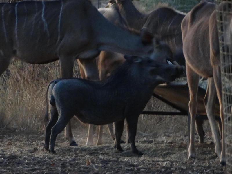 0 Bedroom Property for Sale in Lephalale Limpopo