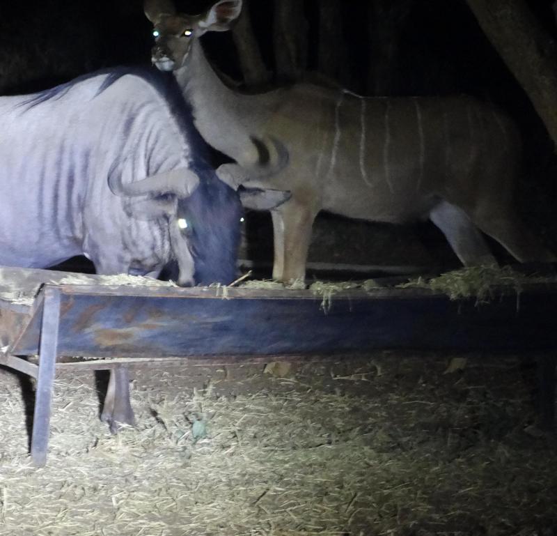 0 Bedroom Property for Sale in Lephalale Limpopo