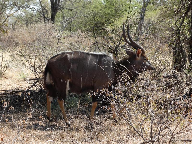 0 Bedroom Property for Sale in Lephalale Limpopo