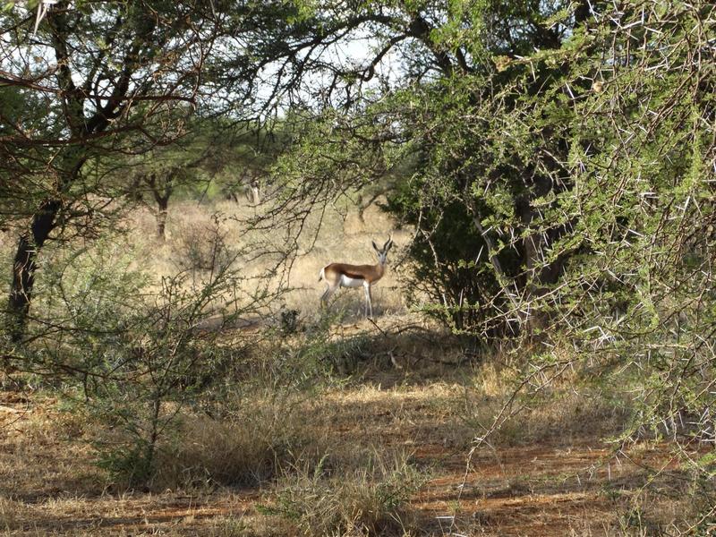 0 Bedroom Property for Sale in Lephalale Limpopo