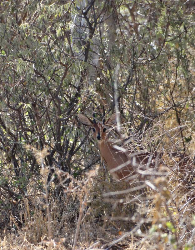 0 Bedroom Property for Sale in Lephalale Limpopo