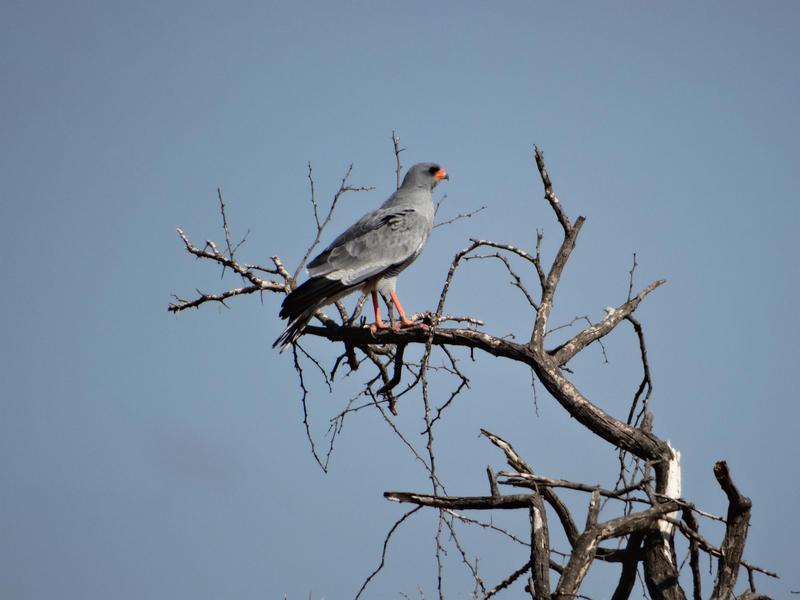 0 Bedroom Property for Sale in Lephalale Limpopo