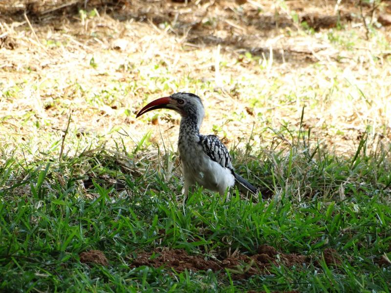 0 Bedroom Property for Sale in Lephalale Limpopo