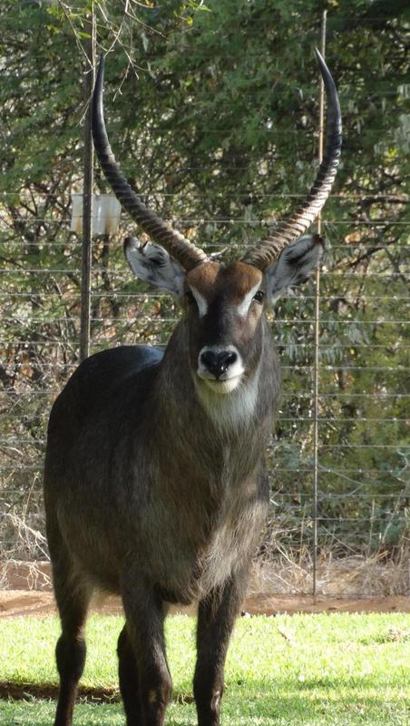 0 Bedroom Property for Sale in Lephalale Limpopo