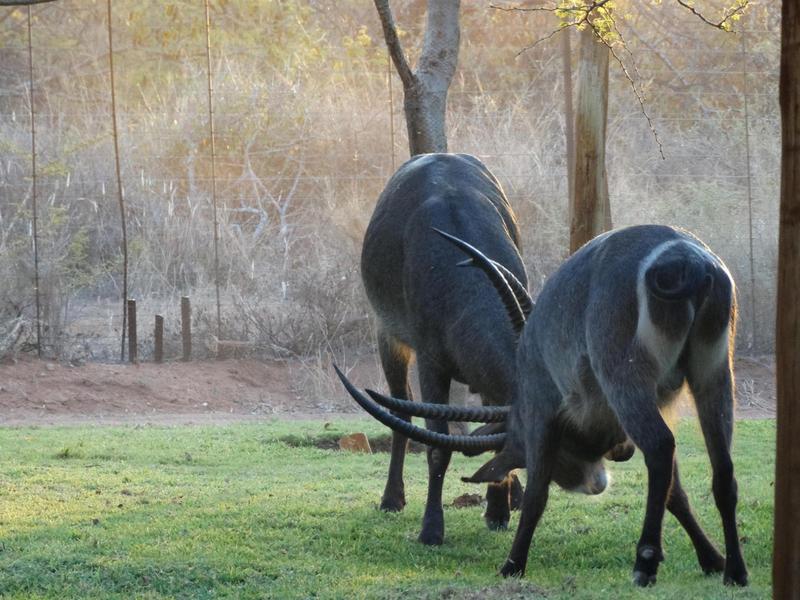 0 Bedroom Property for Sale in Lephalale Limpopo